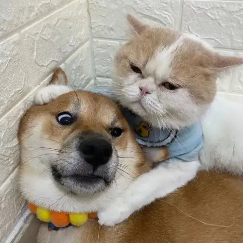 萌宠猫咪狗勾情头

