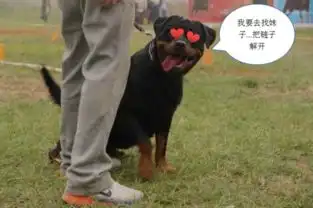 2017年情人节礼物排行榜,逗逼的生活送给逗逼的你

