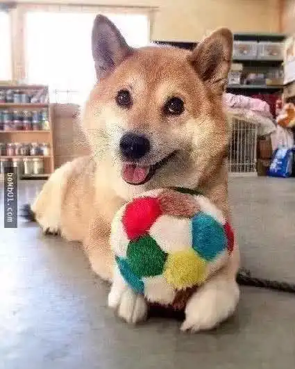 日推一网友家里有一猫一狗,柴犬平时特别喜欢粘着喵星人
