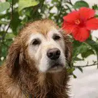 萌犬头像高清可爱萌犬头像图片
