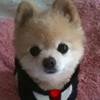 关于狗的头像图片大全微信头像图片大全
