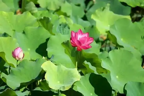 炎炎夏日里,杨浦高校的荷花美若画卷
