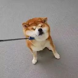 日本一柴犬因笑容治愈走红网络网友太甜了,羡慕主人
