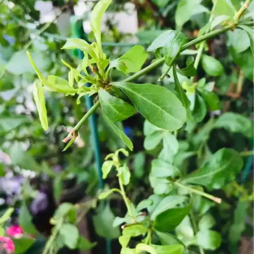 10种养不死的花,绿萝只能排最后,养死3种以上的举手
