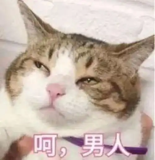 你喜欢小动物吗
