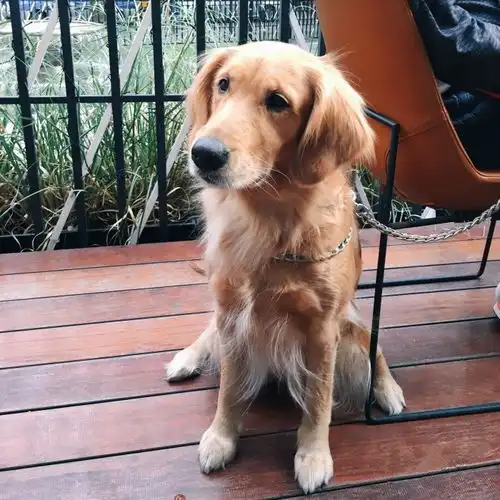 petfriendly带上你家萌宠去这6家魔都资深爱狗人士最爱的餐厅交朋友吧
