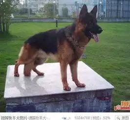 德国牧羊犬图片
