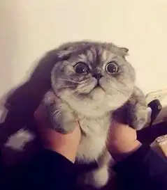 黑脚猫的推荐内容zcool
