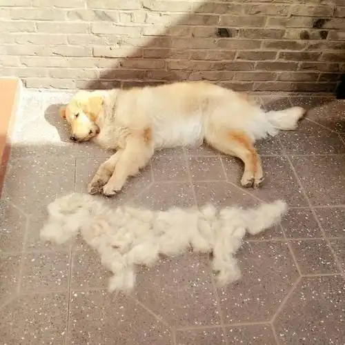 怎么防止狗狗过度脱毛

