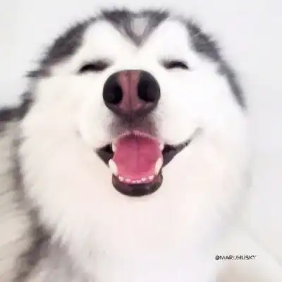 萌狗头像呆萌狗狗图片头像可爱
