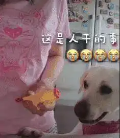 网友当着拉布拉多的面拆洗玩具,它的笑容突然消失,内心戏真多
