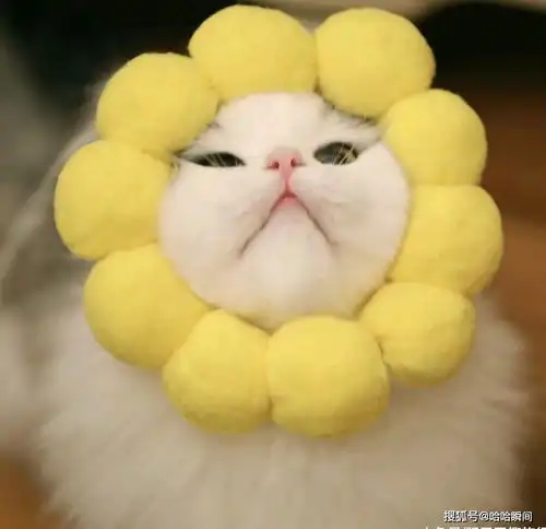 一只有着爱美之心的猫,好奇的眼神似乎在问主人我美不美

