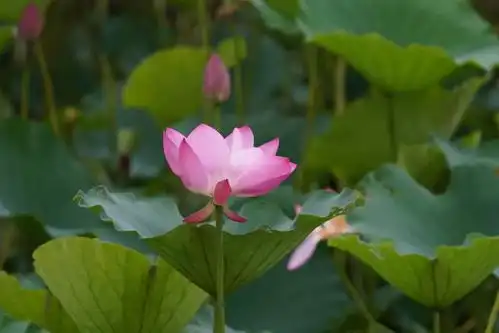 古桥静卧荷花盛开竹林摇曳,共赏香花桥夏日美景
