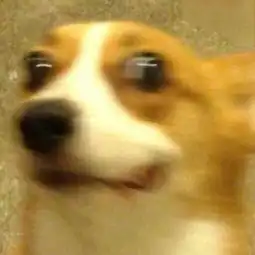狗年大吉

