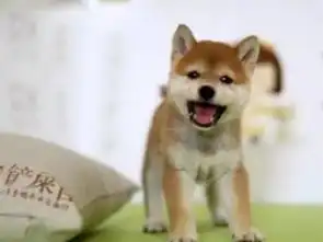 图哪里有卖柴犬柴犬多少钱柴犬图片柴犬幼犬成都宠物狗
