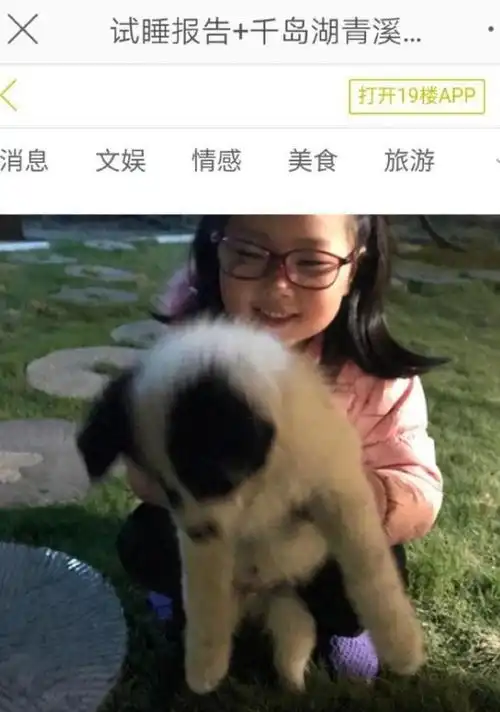 泪奔情侣2年前曾偶遇章子欣抱着合影的狗狗还在她却去了天堂
