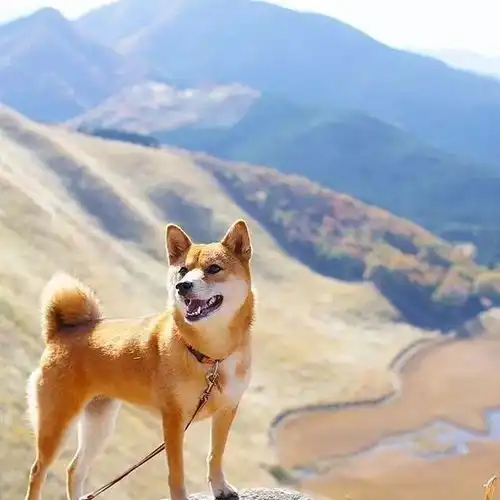 活得不如狗,连拍照都不如它会摆pose
