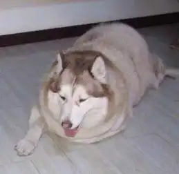 这可能是汪界的新品种,哈士猪
