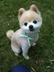 这种狗狗叫什么名字哪里可以买的到
