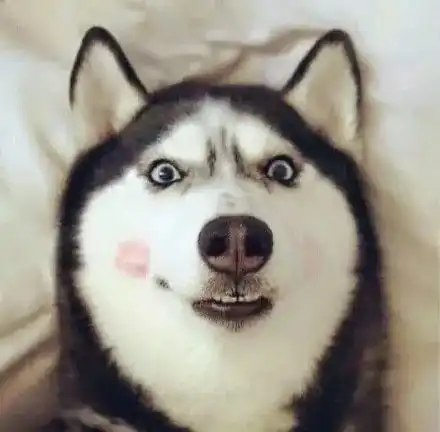 柴犬柯基二哈头像
