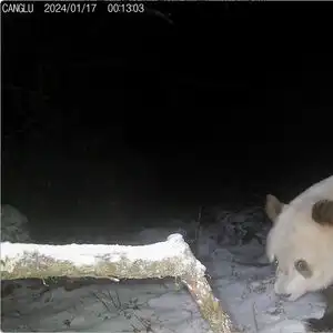 陕西长青国家级自然保护区时隔6年再拍棕色大熊猫
