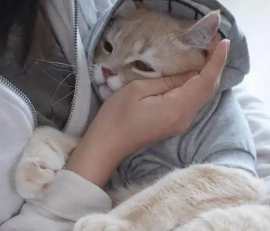 猫你就当我晕了吧想知道你的家庭地位看看你家猫的睡姿就知道了
