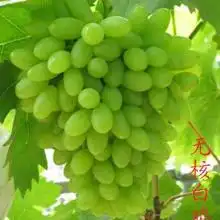 2018无核白葡萄价格行情批发多少钱无核白葡萄图片第5页黄页88水果批发网
