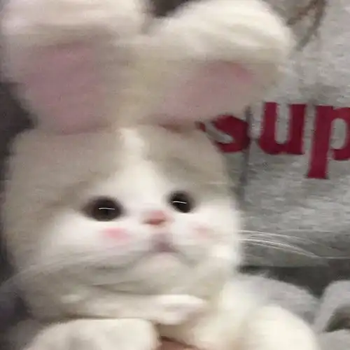 超级无敌可爱的动物头像
