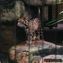 坦帕罗瑞动物园门票,坦帕坦帕罗瑞动物园攻略地址图片门票价格
