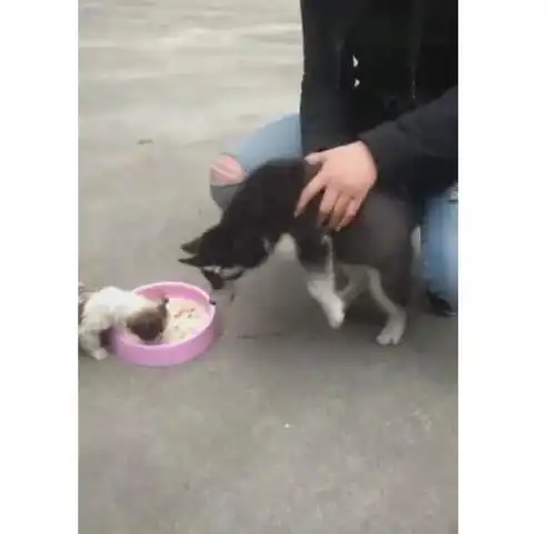 二哈的食物被小狗吃,企图摆脱主人的手,要护食揍小狗
