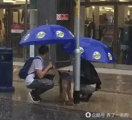 主人逛商场,把狗留在大雨中,情侣的做法让主人羞

