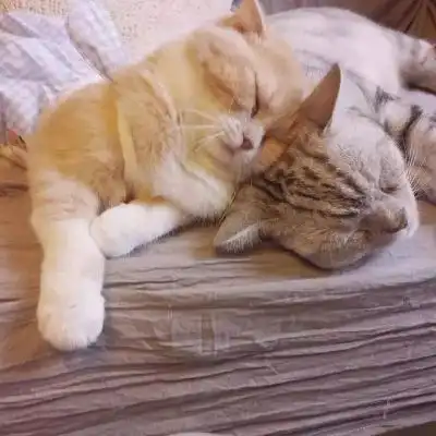 猫系列的情侣头像一左一右2020年两个猫咪的情头超萌版

