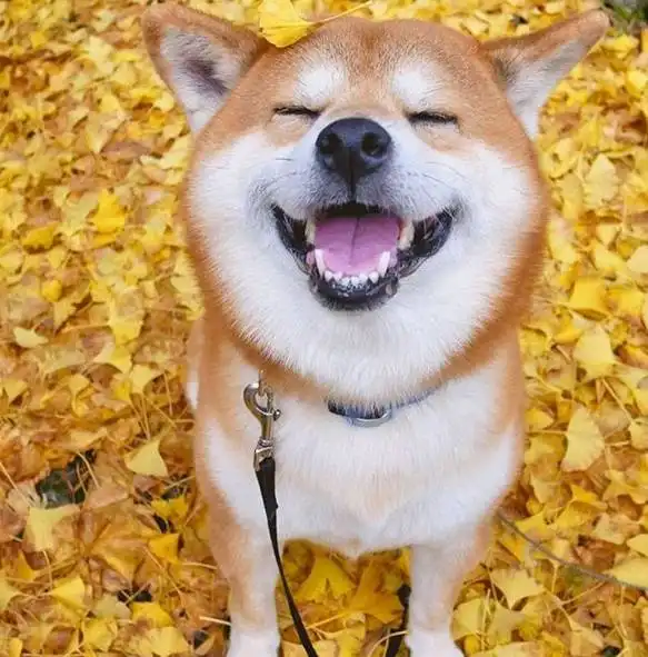 主人看着我,别生气了来笑一个吧家有百变萌宠柴犬,让你永远不寂寞.....
