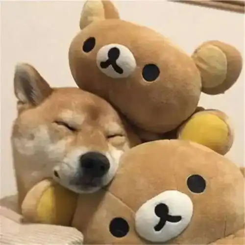 一只柴犬爱上了它自己,画面暖得有点可爱
