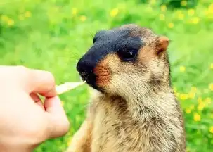 青海的这个小家伙已经火遍全国了
