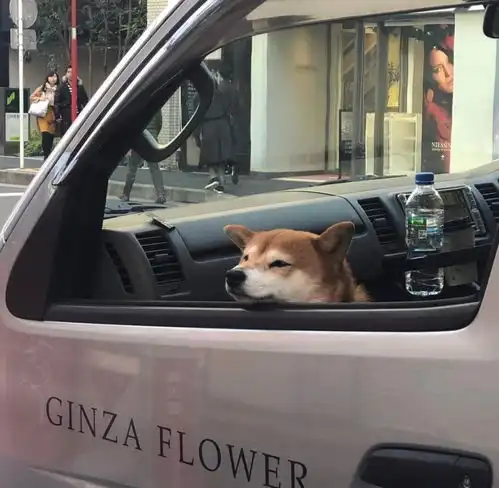 憨憨子的小柴.
