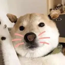 星际传奇确认过口吻,都是坑娃的亲妈
