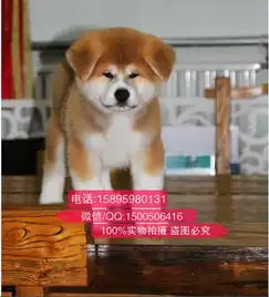 大连哪里卖秋田犬在大连哪里买秋田犬好养吗
