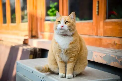 猫咪拉稀放屁能吃能喝能玩的
