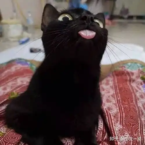 养猫,劝你不要养黑猫,过来人告诉你原因
