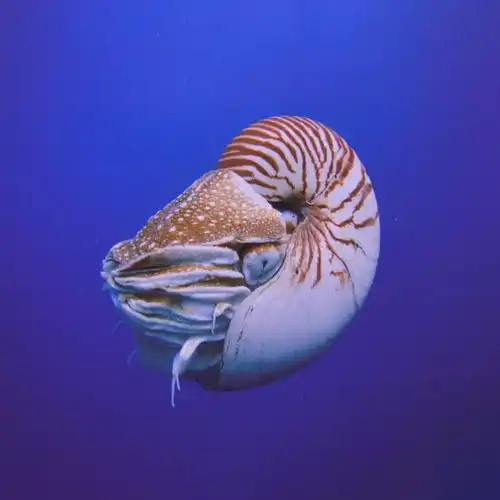 我在保定修化石中生代海洋里的卷王菊石
