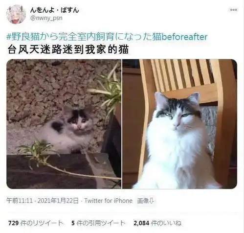从流浪猫到喵主子这变化到底有多大
