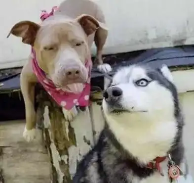 比特犬对二哈一见倾心,主动伸出舌头舔二哈脸,二哈的眼神亮了
