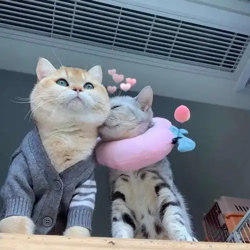 可爱猫咪情头总结了一些特别有幸福感的小事

