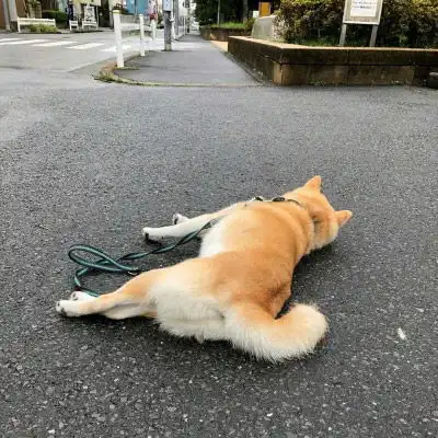 柴犬头像搞笑高清图片单身狗头像柴犬系列
