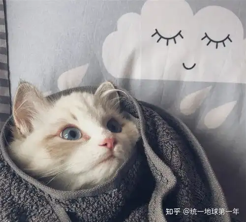 宠物寄养问题

