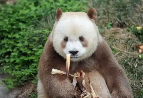 秦岭地区曾发现棕色熊猫,全世界仅此一只,惹得各国羡慕不已
