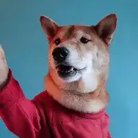 柴犬狗头像图片大全微信头像图片大全
