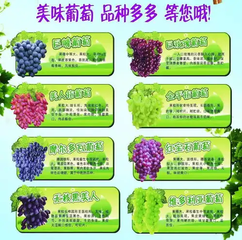 麦凯乐葡萄采摘季,邀您到大泽山吃葡萄
