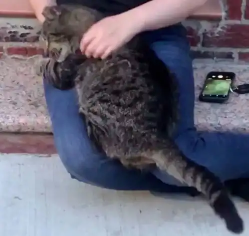主人搬家时丢下老猫,老猫为了不再流浪,遇到路人后求抱抱
